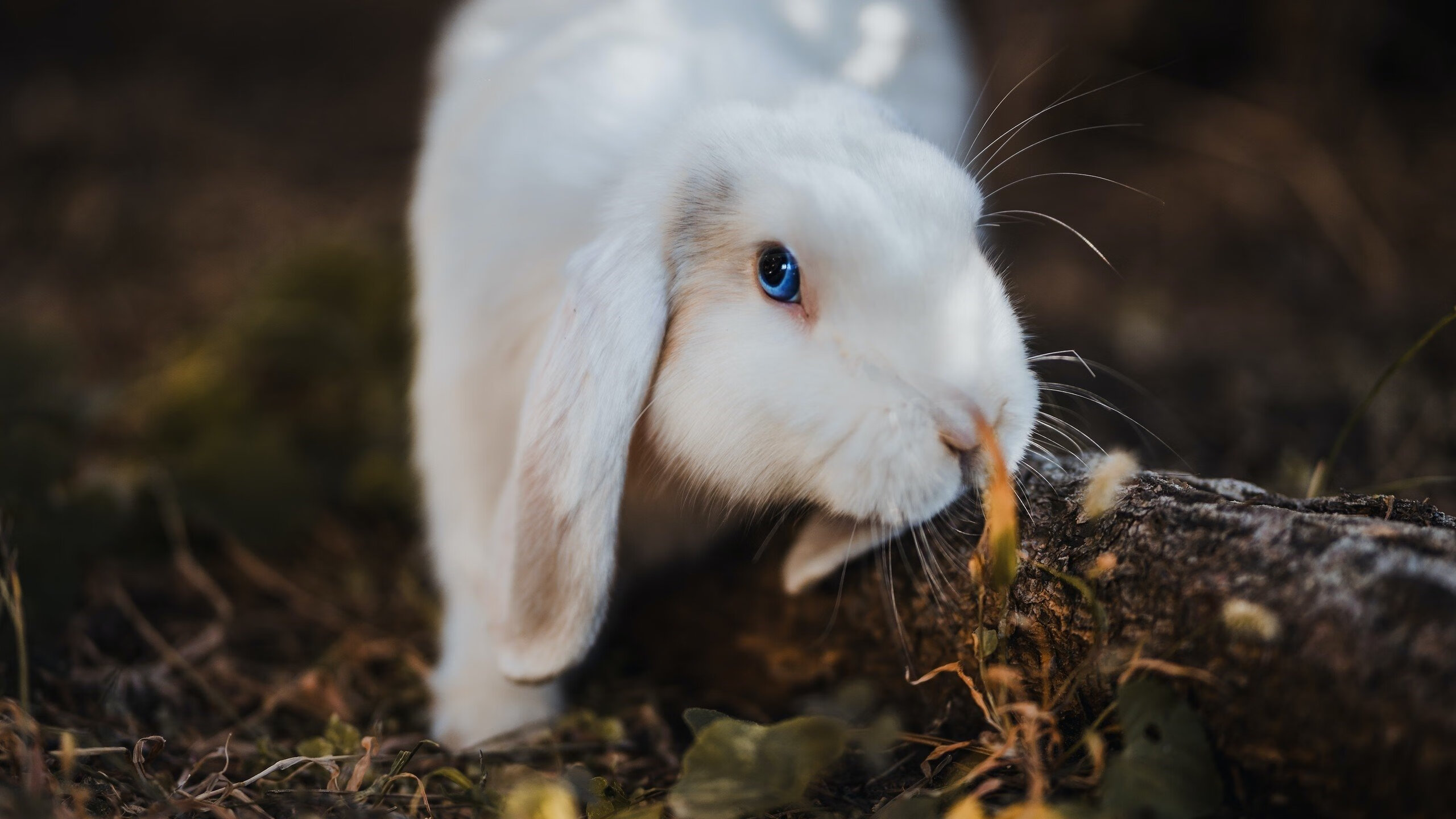 德约科维奇点燃拉沃尔杯赛场，一场戴维斯杯式的翻盘传奇