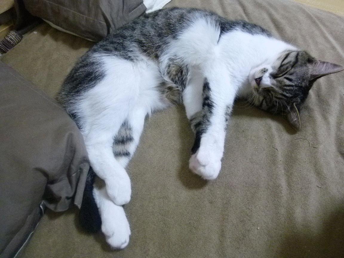 战术闪电战与孤独王座，红牛逆袭下的诺里斯王朝宣言