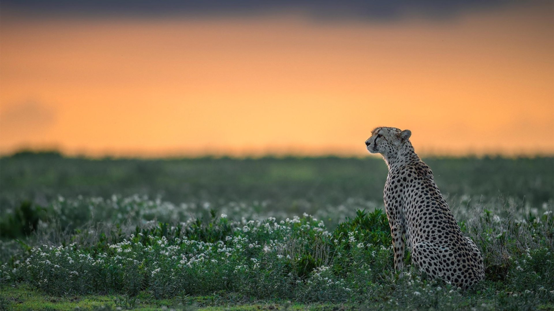 冰与火的交响，英格拉姆稳定输出如机器，森林狼苏醒掀翻活塞