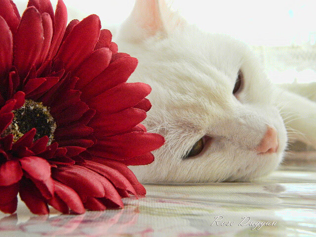 深圳队书写亚洲篮球新篇,客胜活塞创纪录,杰伦格林0.3秒绝杀成关键先生