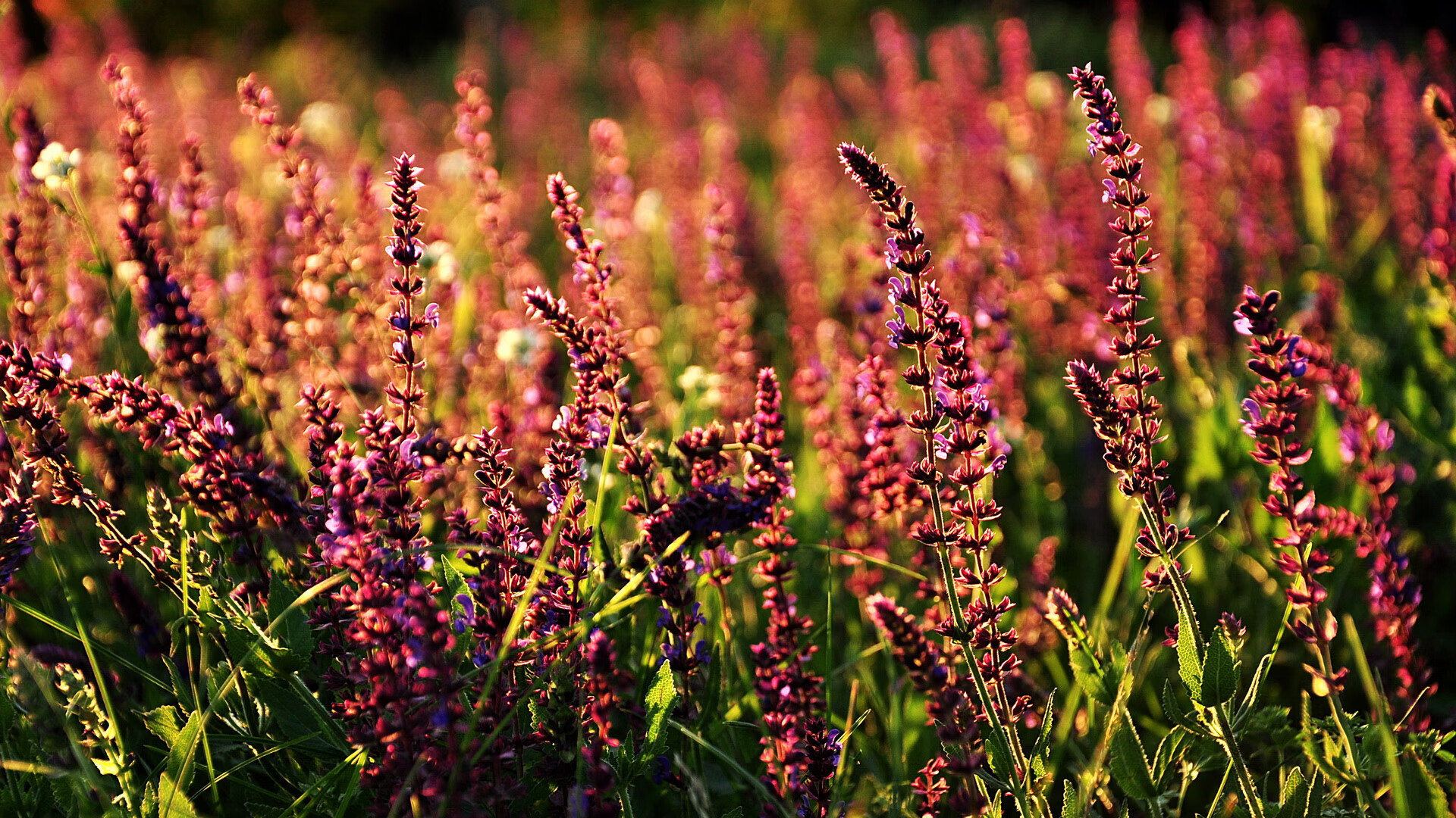 体系刺客魔术VS老鹰，英格拉姆如何一刀刀肢解对手的防守网络？