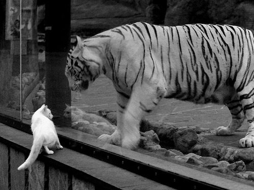 东方烈焰焚毁绿色王朝，当上海队的炮火轰鸣，班凯罗便是那硬仗中永不熄灭的灯塔