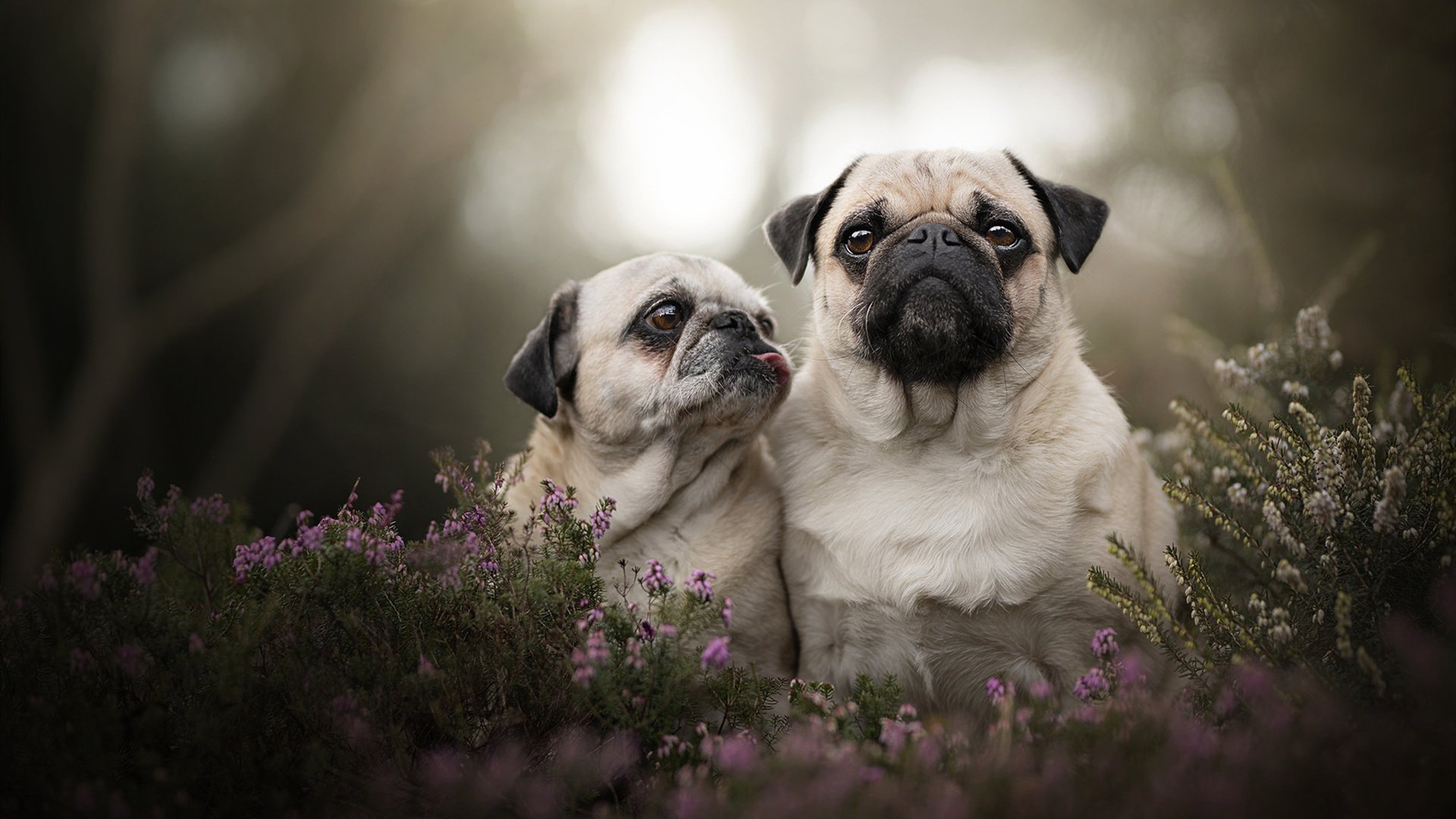 2026世界杯之夜，当福登的脚尖碰碎了玻璃的叹息