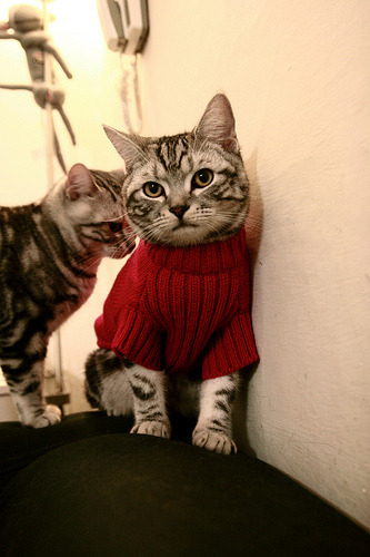 塔图姆的两种节奏，铁血公牛与天才独行侠之间的唯一掌控者