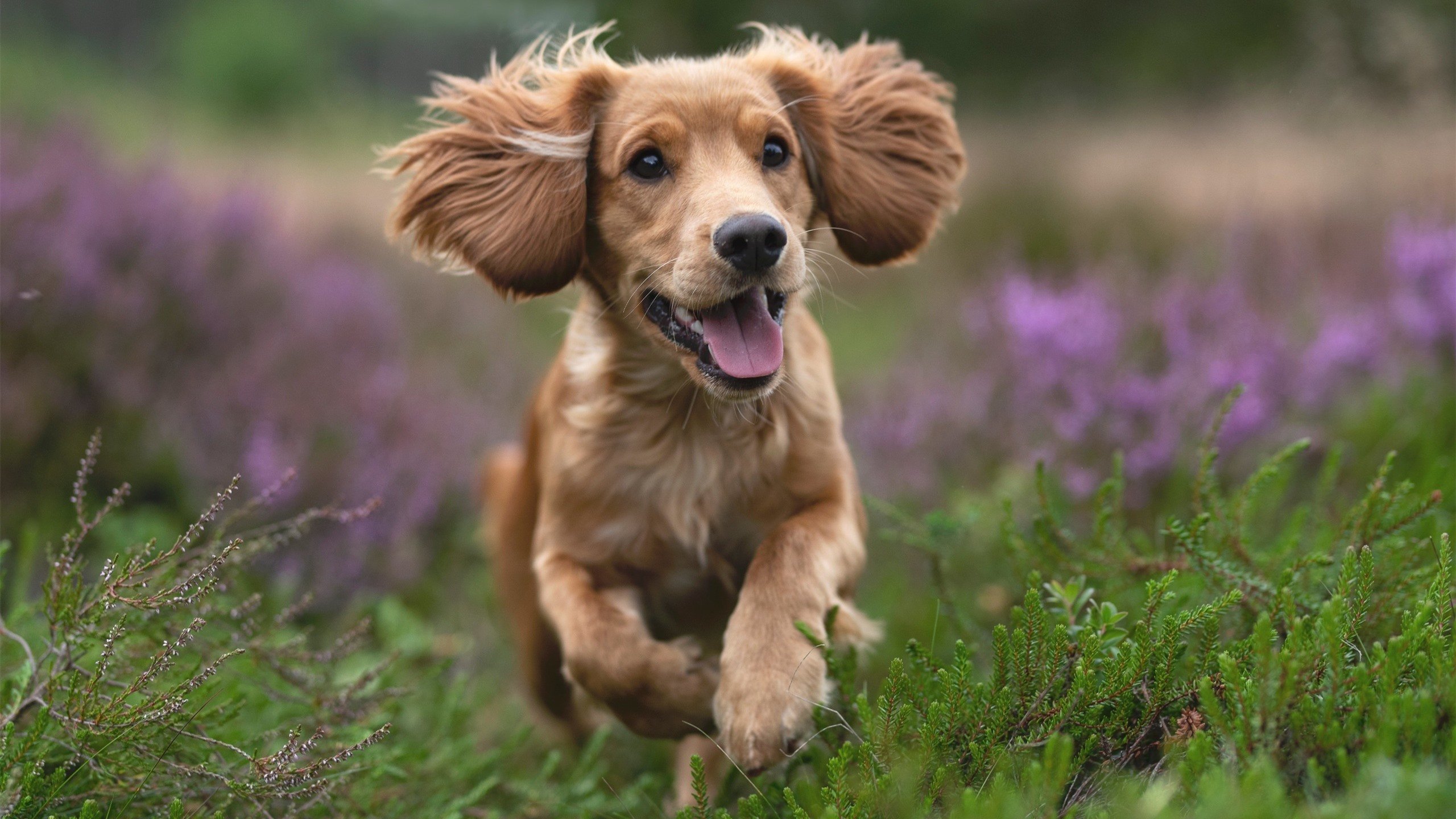 锁匠的艺术,灰熊用钢铁防守封锁步行者,杰伦·格林化身终结者
