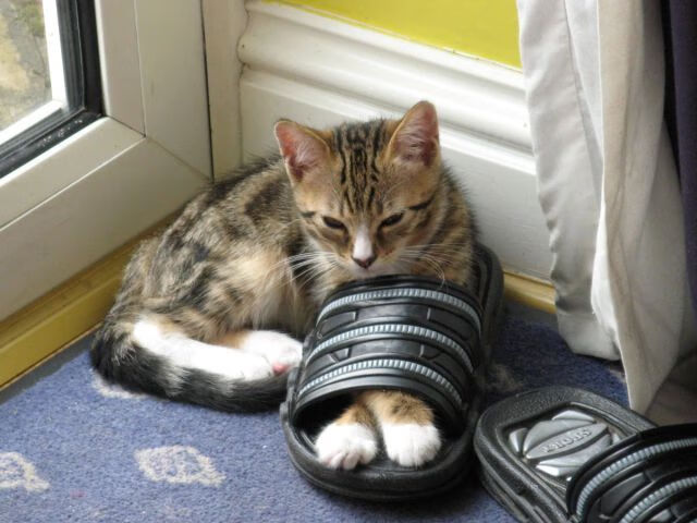 爵士硬仗取胜奇才,年度焦点战背后的铁血逻辑