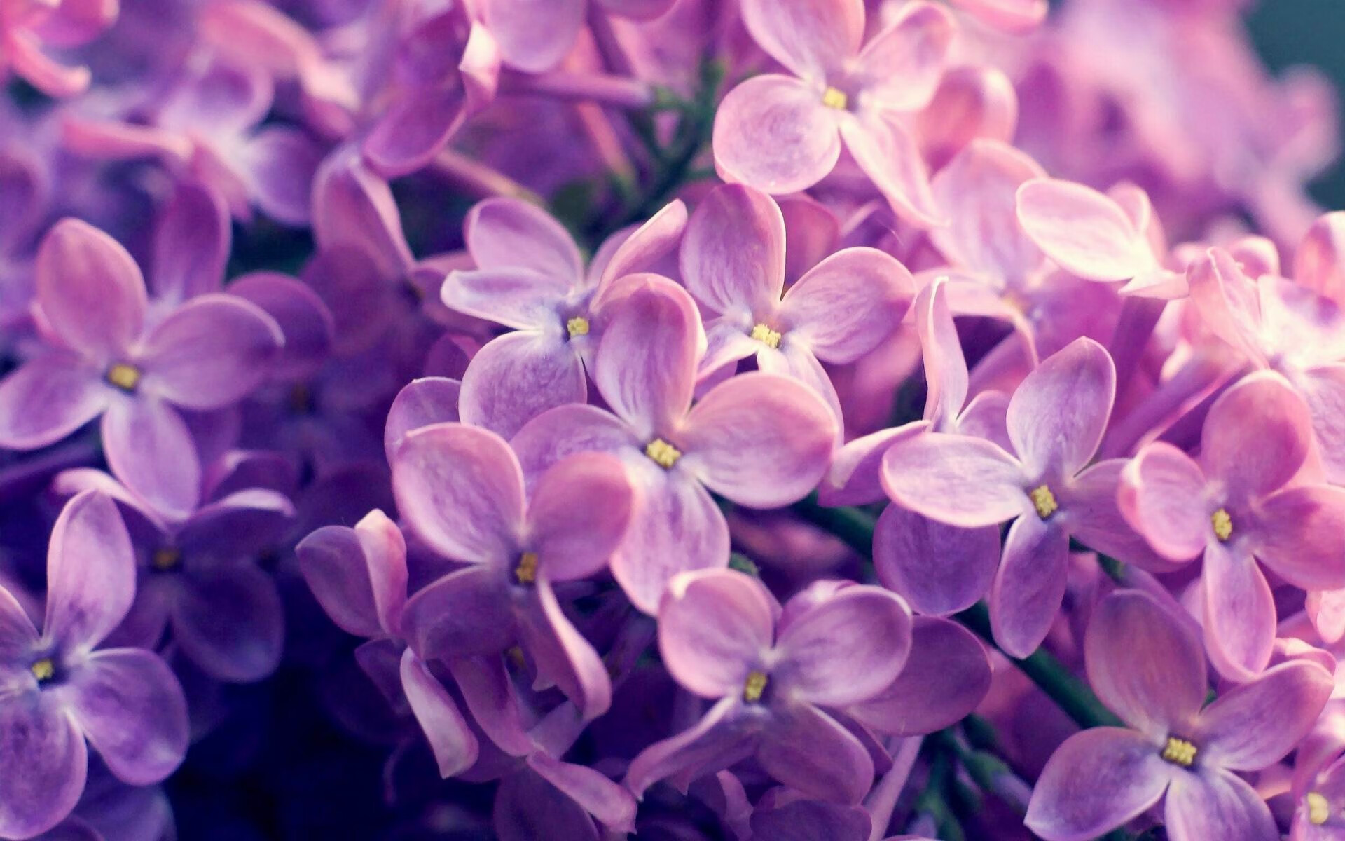 绿茵绞索与金色钥匙,秘鲁的钢铁防线与特奥的冠军突围