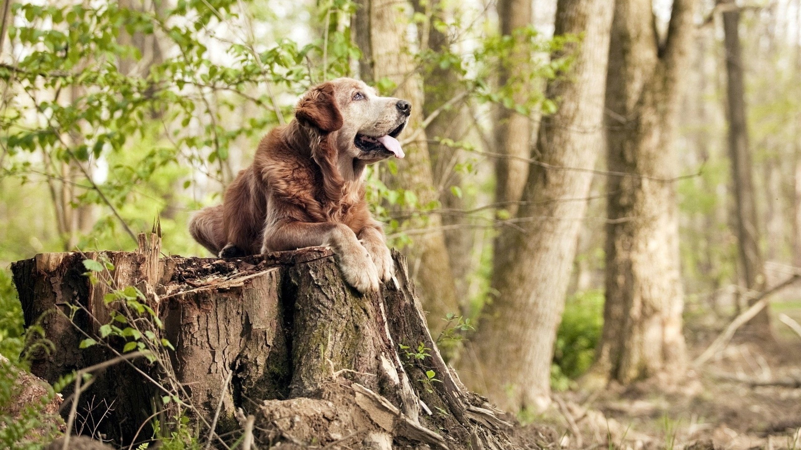 谁才是最亮的星？